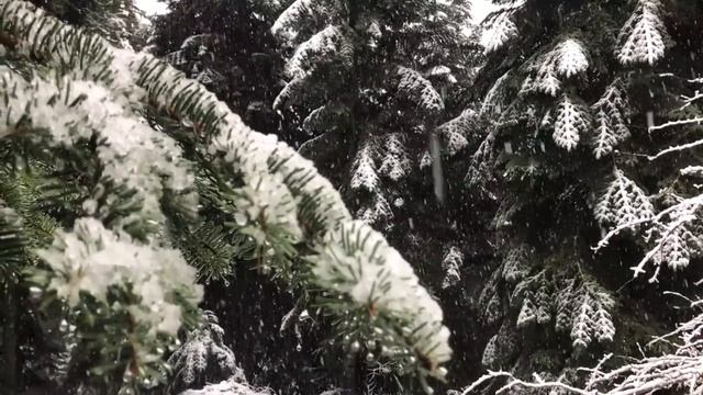 День Обрезания Господня и День Памяти Святителя Василия Великого / Праздничное слово. смотреть онлайн
