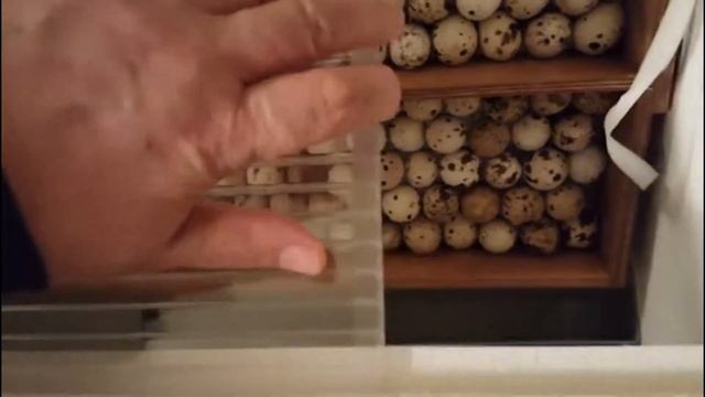 Шестой день инкубирования. Уменьшаем процент влажности в инкубаторе и доливаем воду. Дачная жизнь Т смотреть онлайн