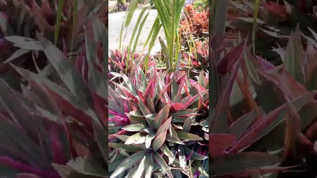 beutiful rhoeo plant leaves color ,Rhoeo discolor,Boat Lily, wandering Jew plant, tradescantia plan