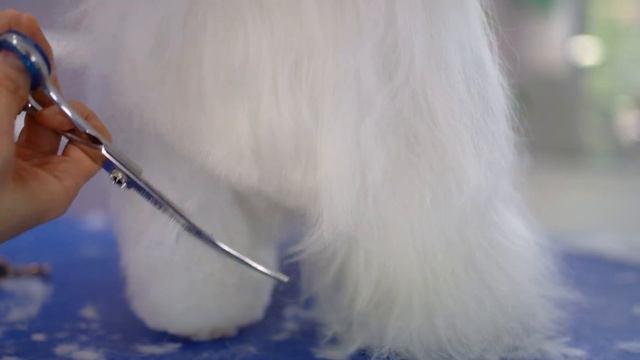 6 cutest puppy haircut for maltese!!✂️❤️🐶 смотреть онлайн