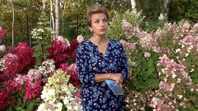 Роскошные гортензии для вашего сада смотреть онлайн