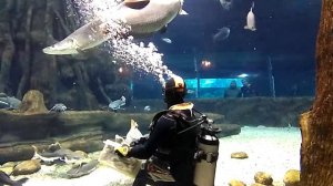 Кормление Арапайм в Москвариуме