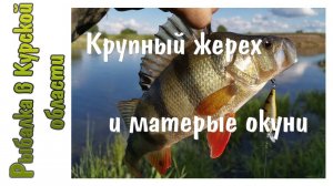 Крупный жерех на Zipbaits Khamsin и матерые окуни на GAD Gosh