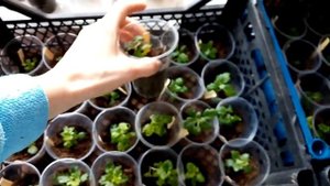 Развитие черенков хризантем мультифлора после укоренения в воде и высадки в стаканчики с грунтом.