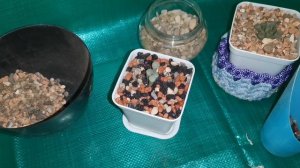 Пересадка Фенестрарии Fenestrariya, ошибки, которые я допустила.