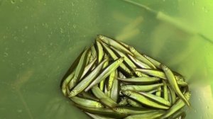 Рыбалка на корюшку, р. "Речица" , Шкотовский р-н, Приморский край.