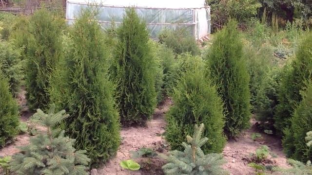 Туя колоновидная. Посадочный материал собственного производства. смотреть онлайн