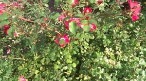 Rosa var. Candia Meillandecor
