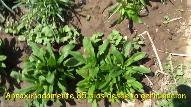 ComoTrasplantar de Clavel de Poeta(Dianthus barbatus) PT 1 смотреть онлайн