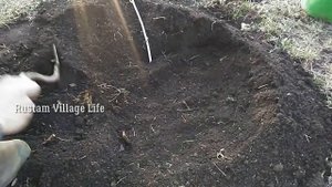 Посадка саженцев смородины | Подготовка места под  посадки смородины