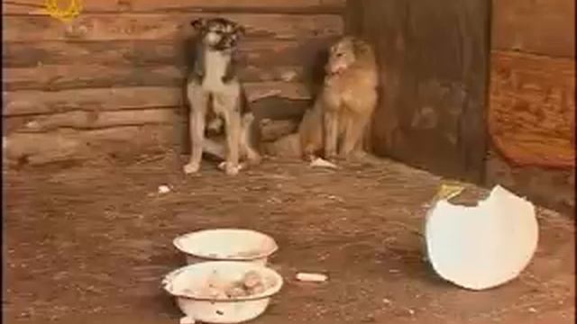 Собачки от Шуриков или по большому блату можно.avi смотреть онлайн