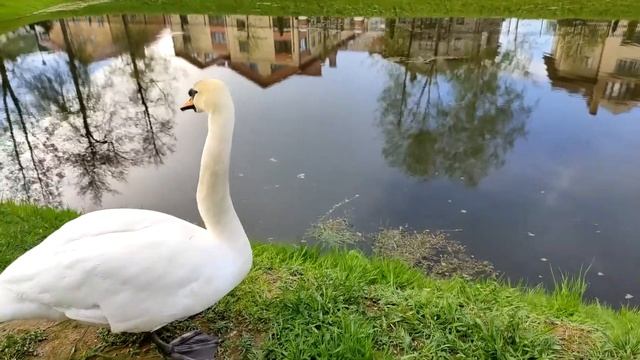 Природа и человек .Красота да и только! Лебеди. Позитив смотреть онлайн