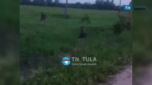Под Тулой на автодорогу выбежали лоси
