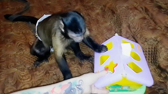 Важные аспекты обучения и развития маленькой домашней обезьянки Алексы. Новая развивашка!
