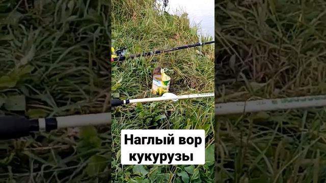 Наглый вор кукурузы (случай на рыбалке) смотреть онлайн