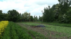 Вайда в цвету. Медоносный конвейер на пасеке.