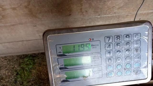 ## Вес поросят от свиноматки первородки в 32 дня ##