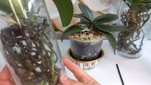 ПЛЮСЫ и МИНУСЫ выращивания орхидей в Открытой Системе??