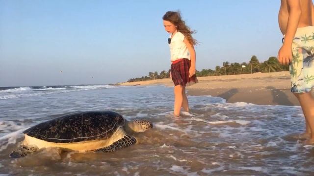 ? Спасение огромной черепахи ? смотреть онлайн