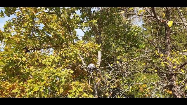 Лесные прогулки (Домашние макаки)
