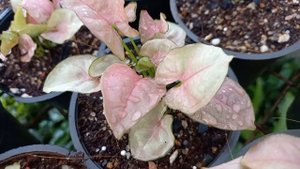 Syngonium Red Heart Arrowhead Plant 😍😍