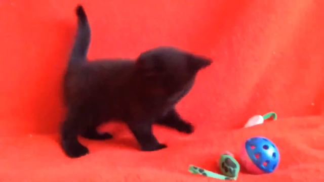 Котята для Вас! Шотландские прямоухие котята. смотреть онлайн