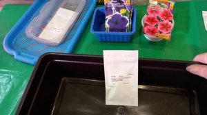 Посев петунии кустовой для продажи.