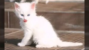 Турецкая ангора