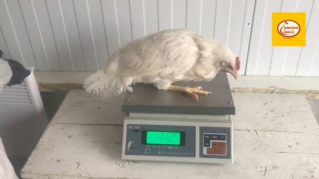 алейниковский инкубатор