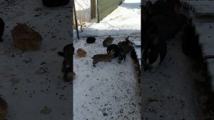 Вольерное содержание кроликов. Спустя полгода. Результаты.