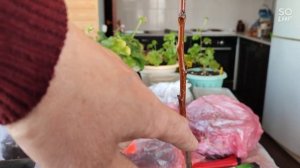 прививка плодовых деревьев для начинающих