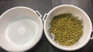 Проращивание Маша! Самый ПРОСТОЙ СПОСОБ!