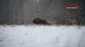 Первая охота на зубра в Красном Бору. Охота в Беларуси.