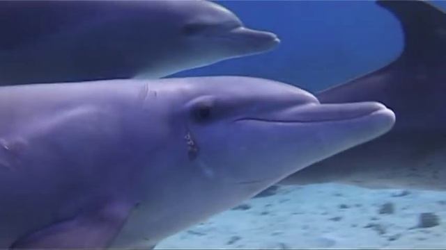 Delfíny /Dolphins/ смотреть онлайн