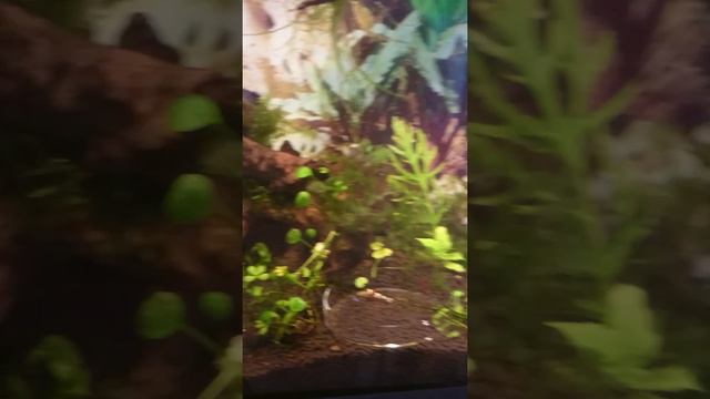 Питомник GALIVAS, Пражские Крысарики. смотреть онлайн