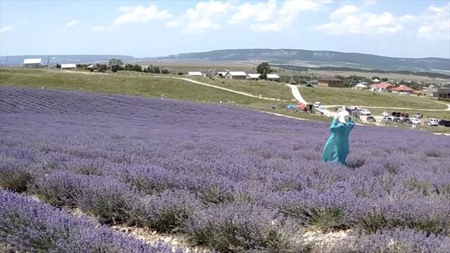 Крымская лаванда. Это бесподобная красота!