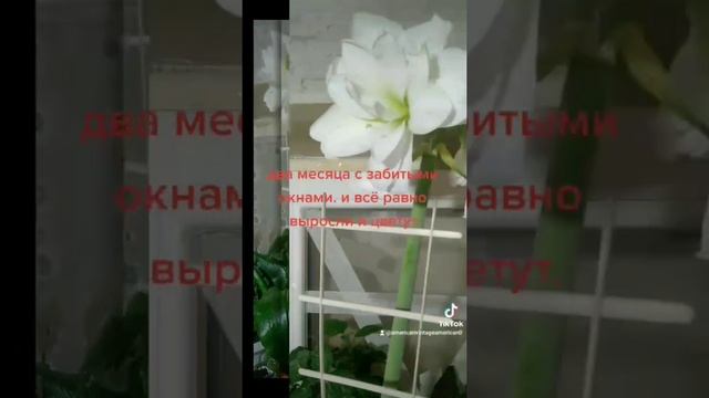 два месяца с забитыми окнами. белые амаралисы.#амаралис #цветениеамаралис #белыйамаралис