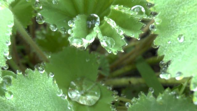 Frauenmantel im ersten Morgentau dieses Jahr. Panasonic X909 Camcorder смотреть онлайн