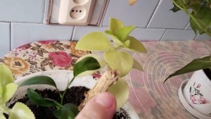 С чего начинается утро_Лекарство_ Цветы