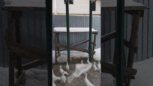 Голуби Карьеры!