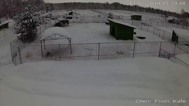 Прямая трансляция пользователя Karelia Zoo смотреть онлайн