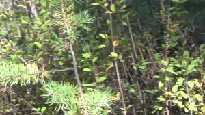 Дорога в рыбные места на каракате. Якутия.