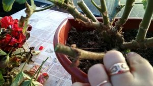 Пеларгония после сильного заморозка.Что делать?