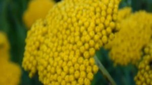 Как необычно может выглядеть тысячелистник таволговый.