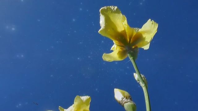 Намеренья, желанья и мечты. Они тождественны? В них сходство есть? смотреть онлайн