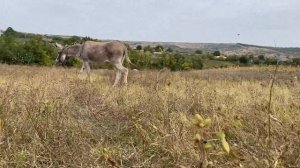 Румынский анекдот про ОСЛА | Учим РУМЫНСКИЙ ЯЗЫК | Румынский язык для начинающих.