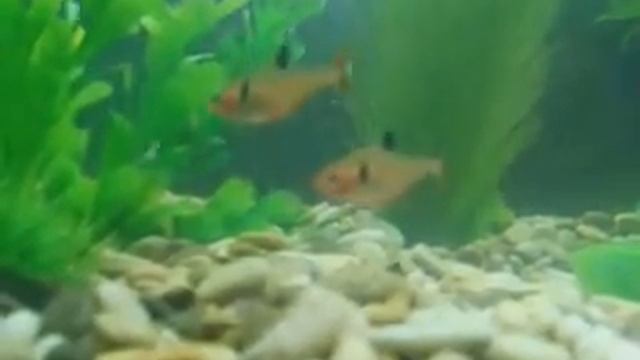 аквариум с искуственными растениями (ретро съёмка) смотреть онлайн