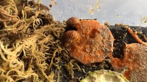 Что случится с контейнером,если не убирать пару дней|Ахатина ахатина тигр|Улитята