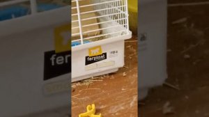 Чилийские белки дегу ?️.Обзор клетки.Россия