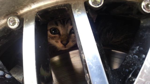 проверяйте летом колёса смотреть онлайн